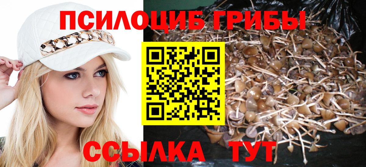 Псилоцибиновые грибы Psilocybine cubensis Анжеро-Судженск